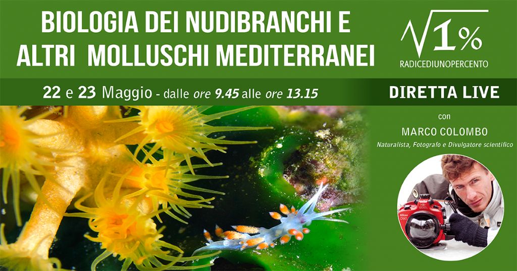 corso di biologia dei nudibranchi